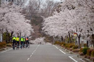 Trans-Tohoku SAKURA tour has just started
