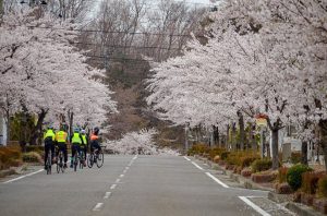 Trans-Tohoku SAKURA st1