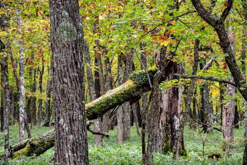 Report by Paul – NIKKO NATIONAL PARK Bike & Hike Tour