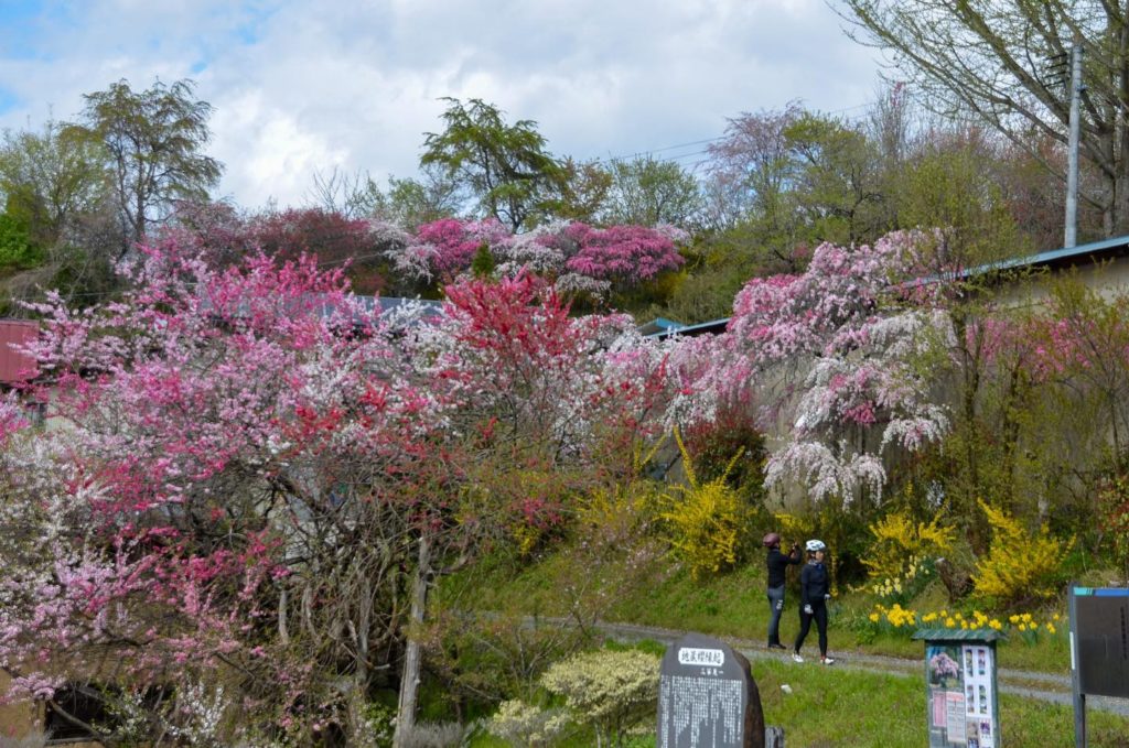 Visit a big cherry tree at Abukuma Highland！”Nasu – Sendai Sakura & Onsen Tour” stage 2