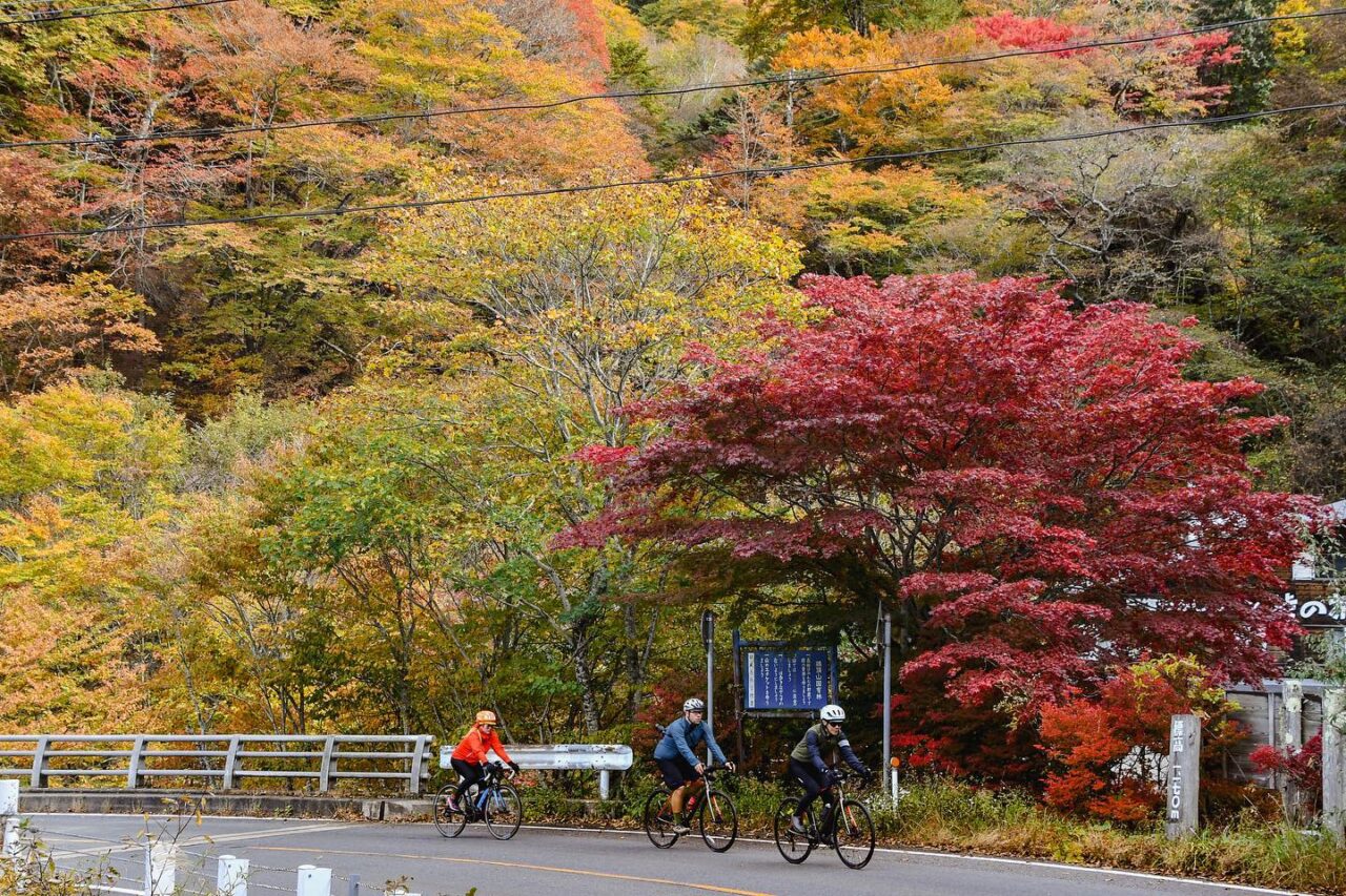 Feel the beautiful autumn leaves and the sacred cedar trees！“Foodies bike tour Nasu-Nikko” stage 3