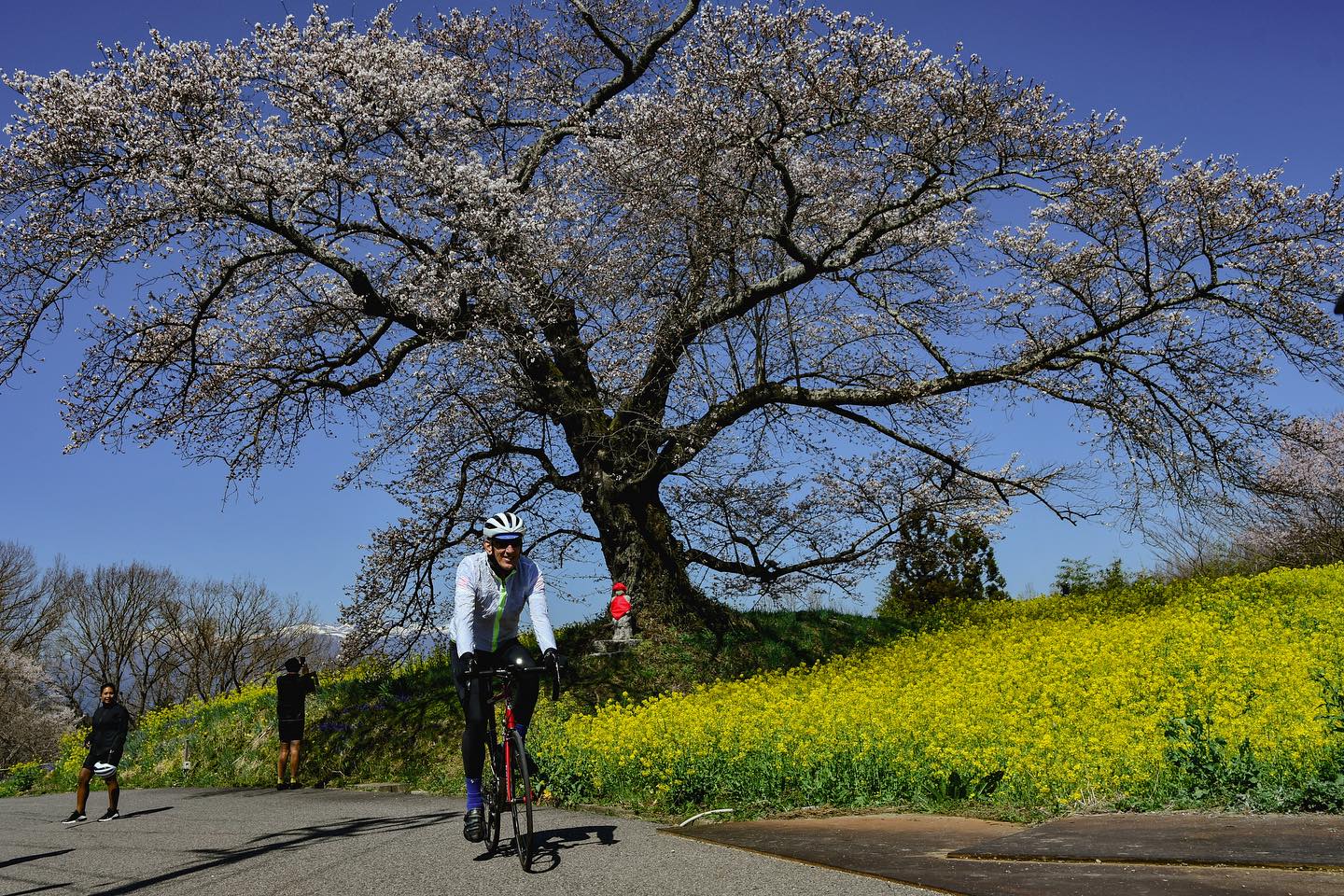 Blossoms and Blue skies: A day of serenity on the Nasu – Sendai Sakura Tour 2024