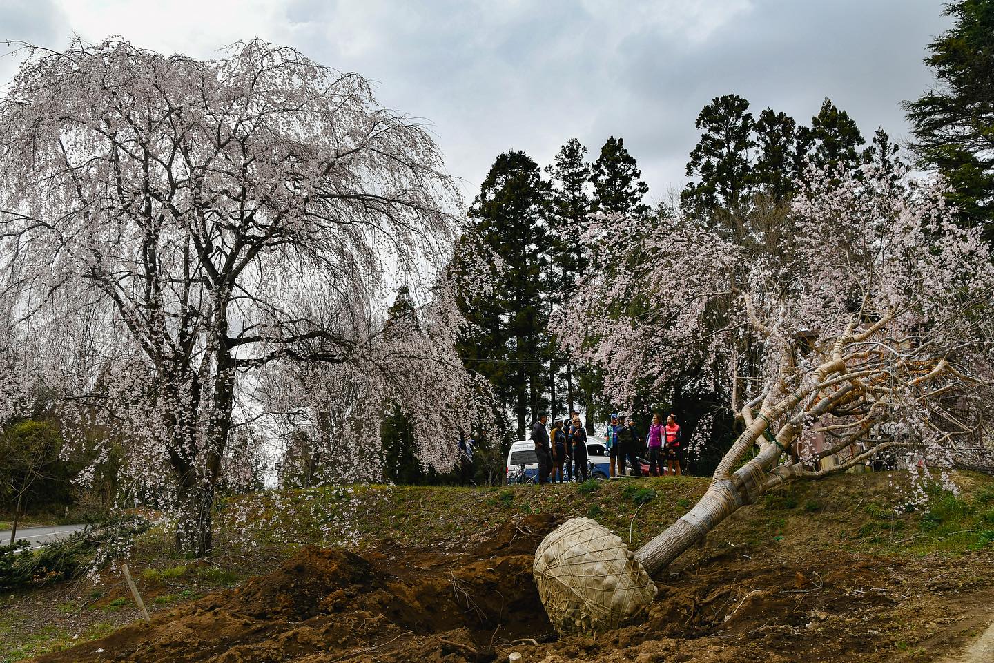 Cherry blossoms everywhere: Nasu – Sendai Sakura Tour 2024