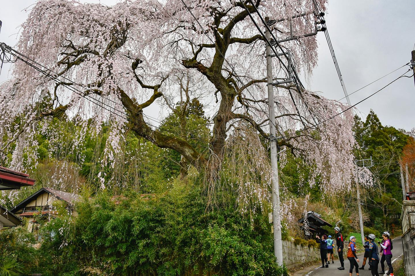 Cherry blossoms everywhere: Nasu – Sendai Sakura Tour 2024