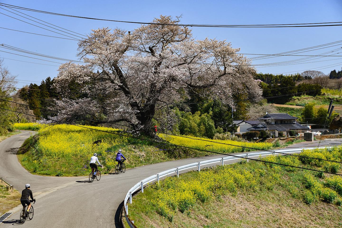 Blossoms and Blue skies: A day of serenity on the Nasu – Sendai Sakura Tour 2024