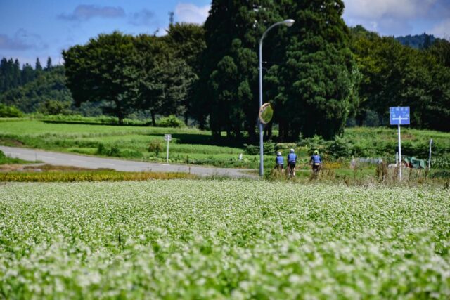 Have you ever seen Soba flowers?