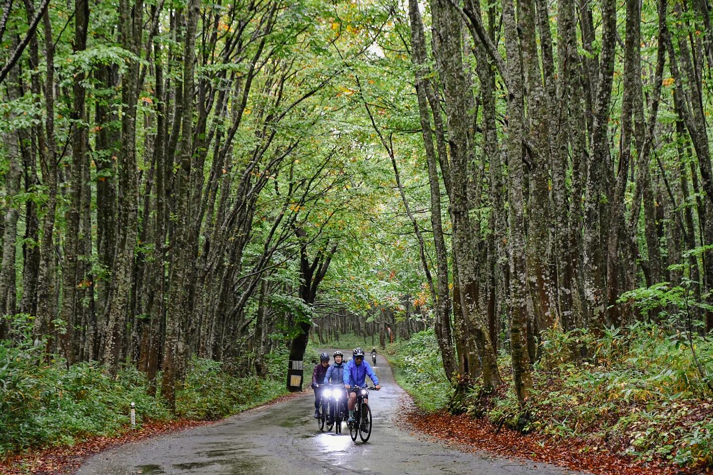 Mystical rides through mossy wet forests