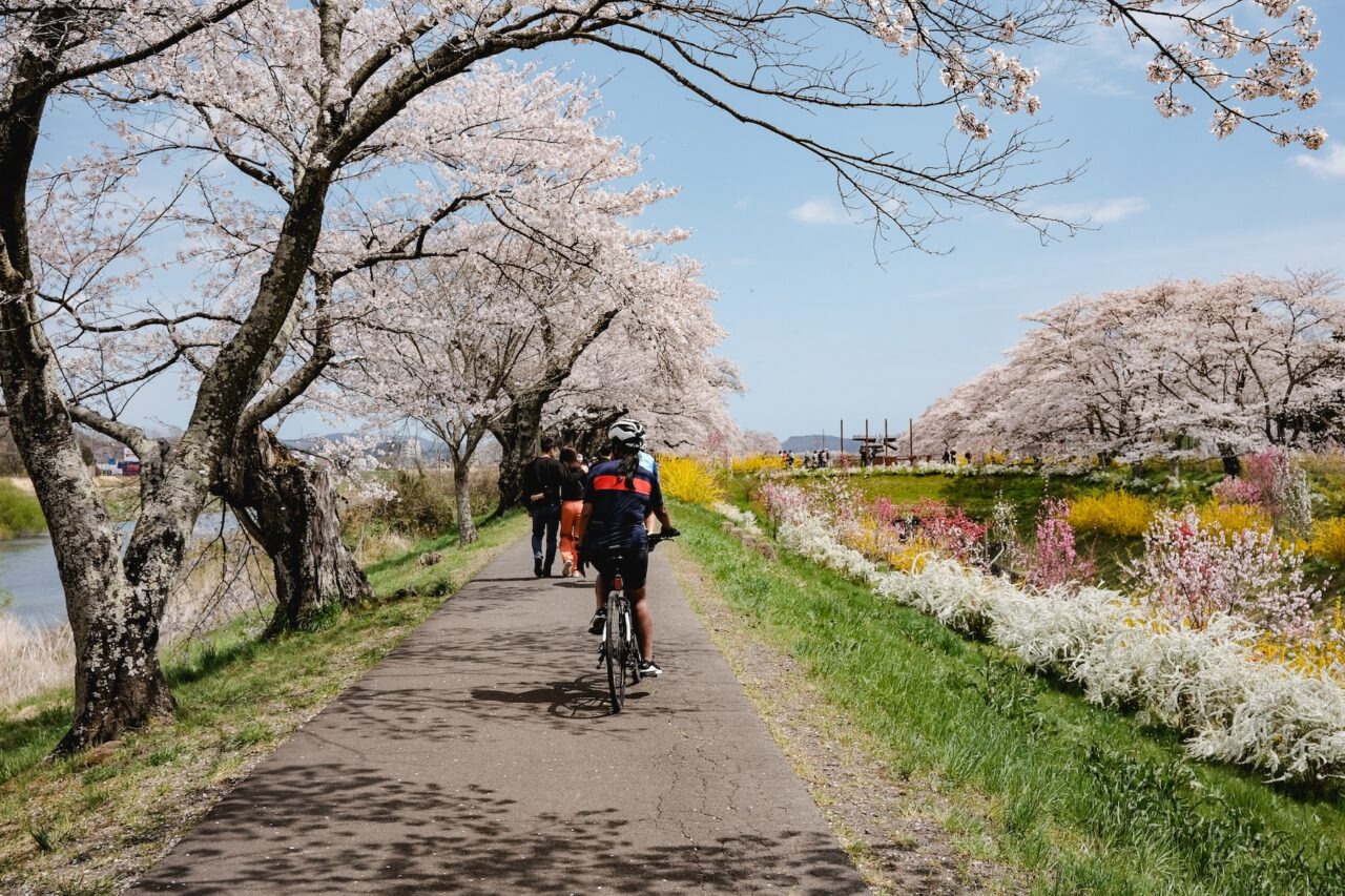 Tohoku SAKURA Bike Tour