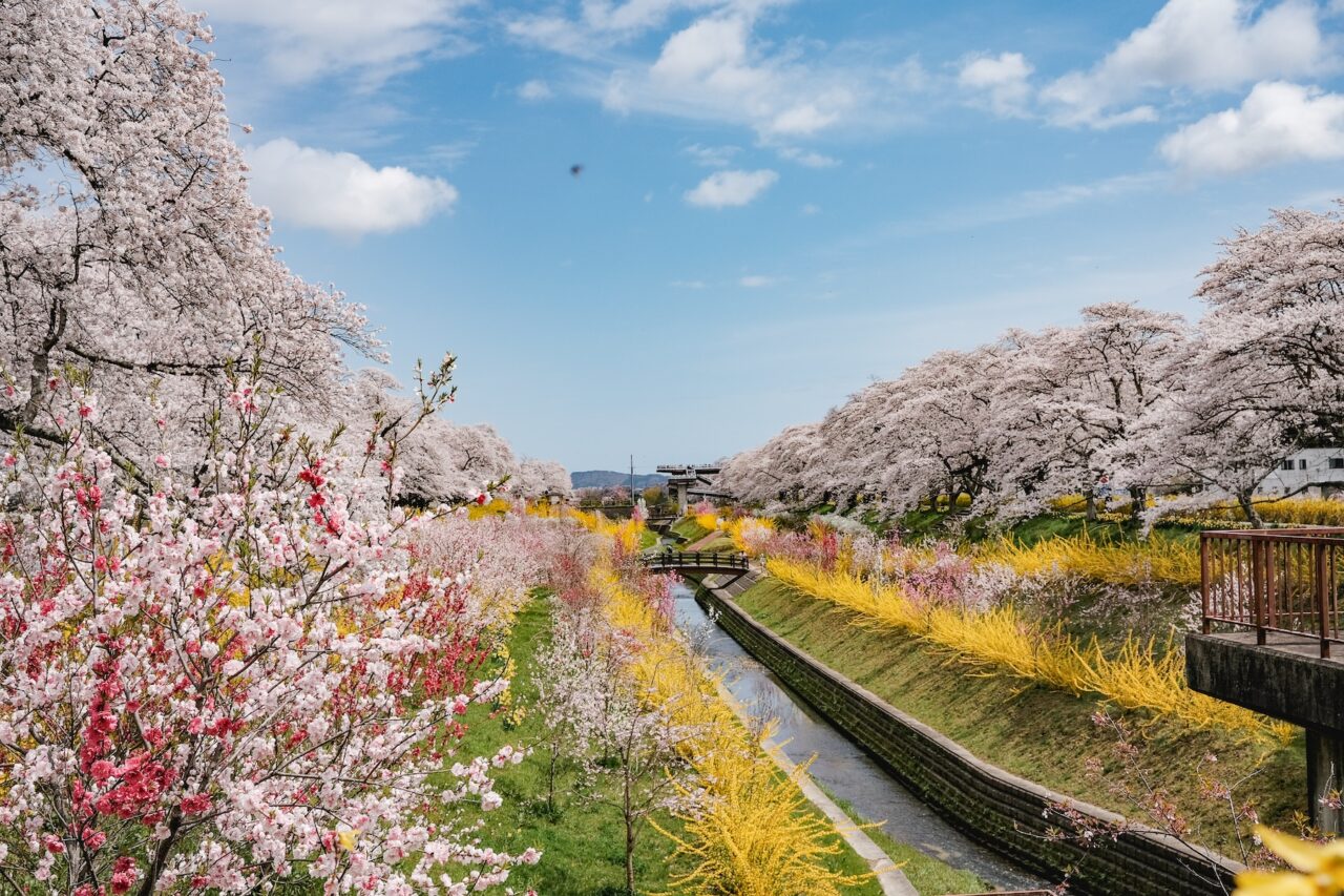 Tohoku SAKURA Bike Tour