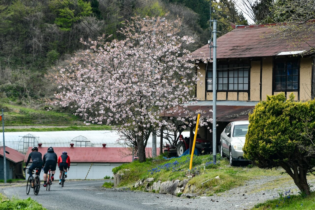 Tohoku SAKURA Bike Tour