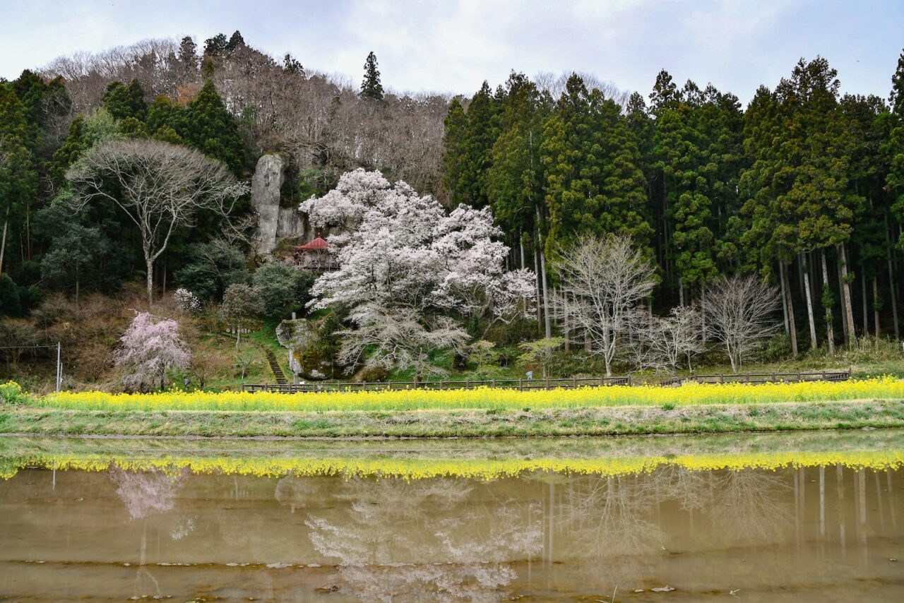 Tohoku SAKURA Bike Tour