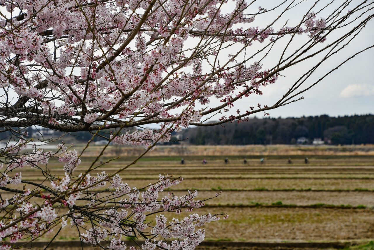 Tohoku SAKURA Bike Tour