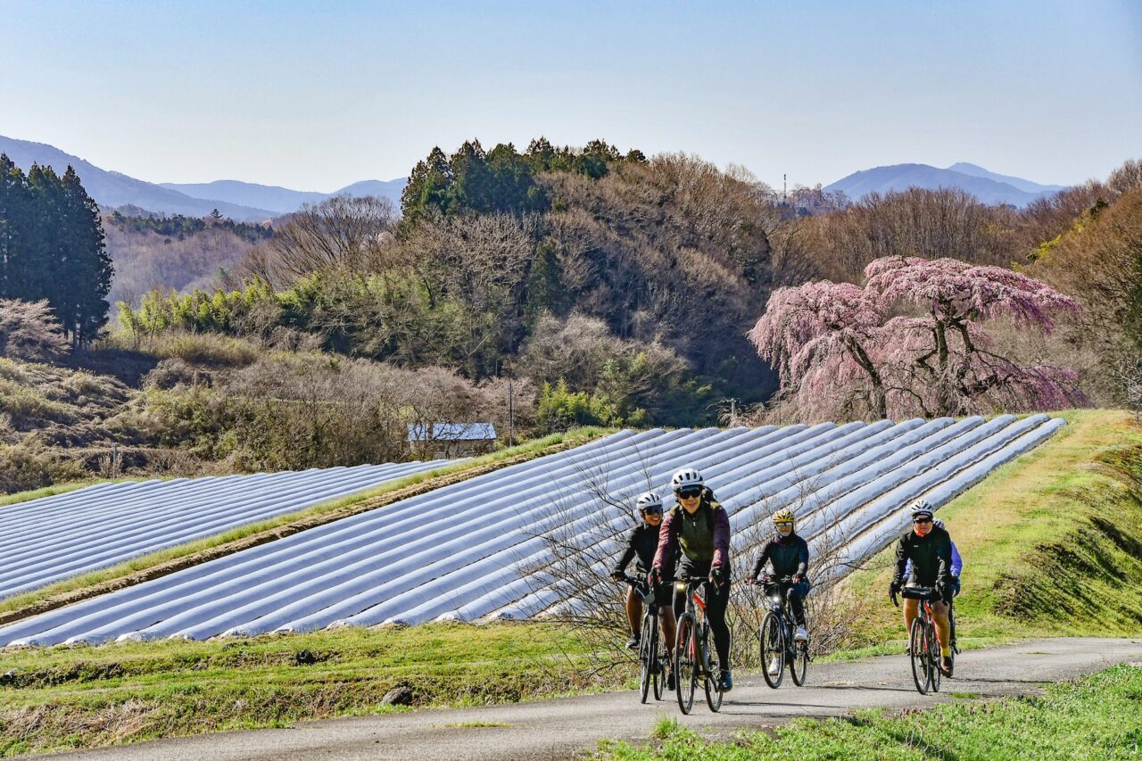 Tohoku SAKURA Bike Tour