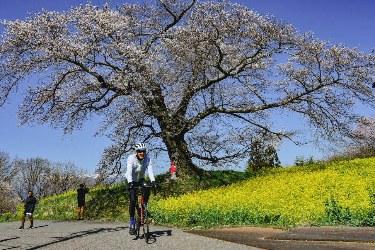 Tohoku SAKURA Bike Tour