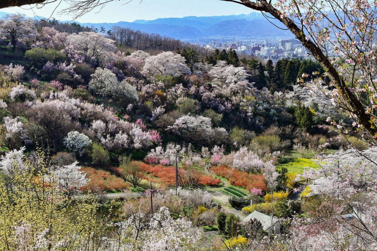 Tohoku SAKURA Bike Tour