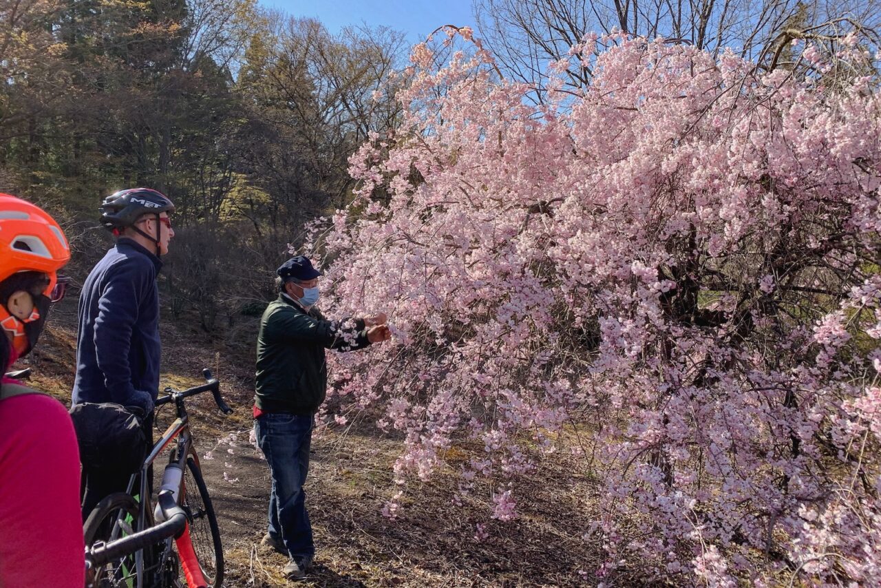 Tohoku SAKURA Bike Tour