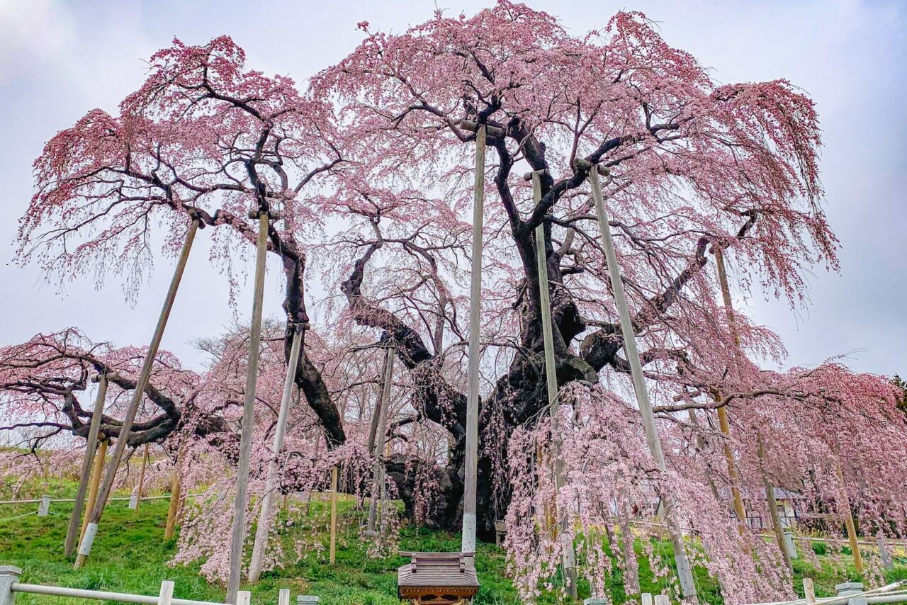 Tohoku SAKURA Bike Tour