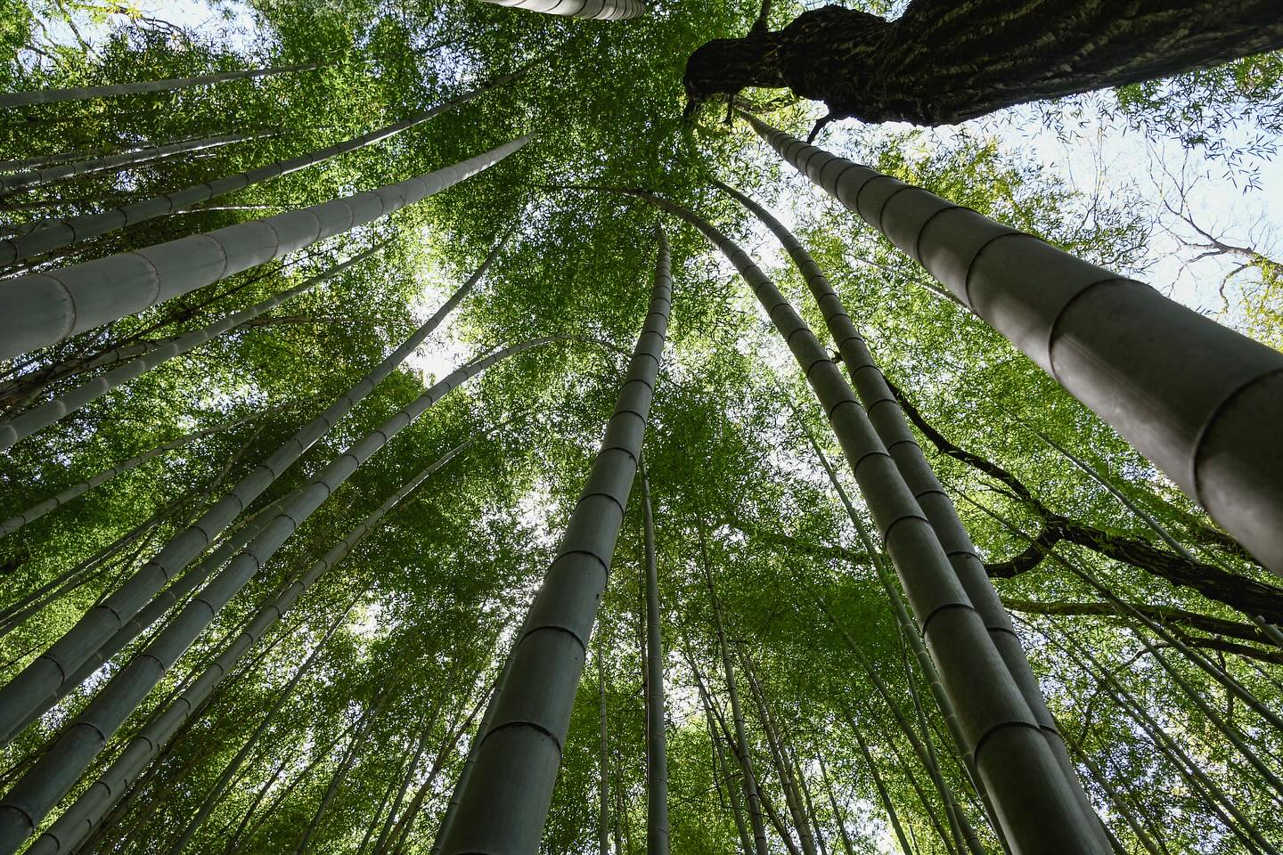 From Nasu to Nikko: Two Private Foodie’s Tours Complete!