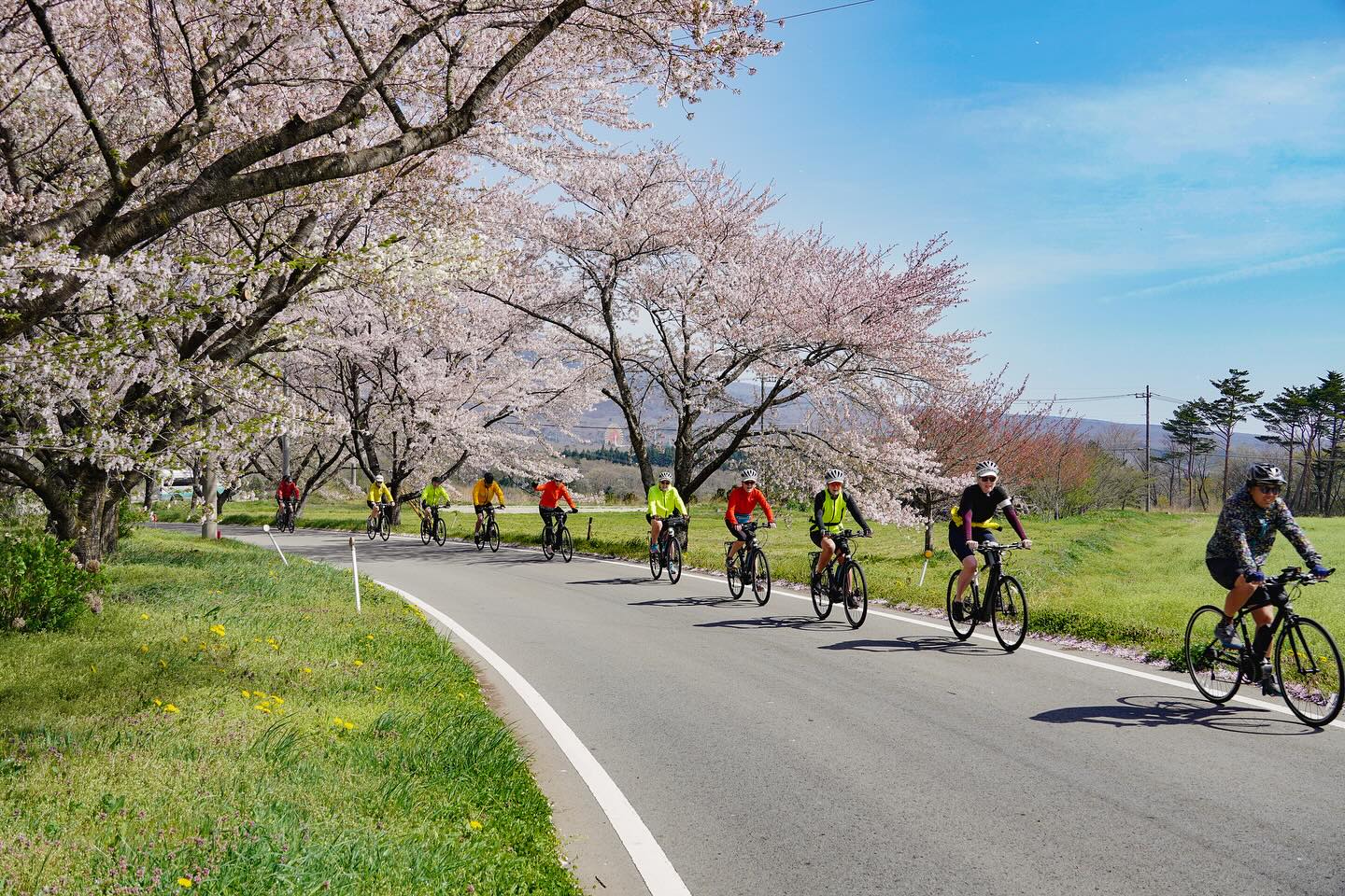Spring Flavors and Sakura Views: Foodie’s Tour Begins!