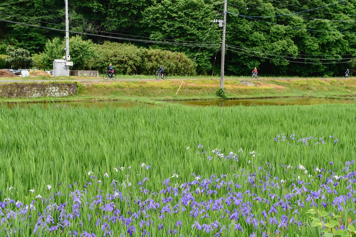 A Taste of Rural Japan: Foodie’s Bike Tour Nasu–Nikko