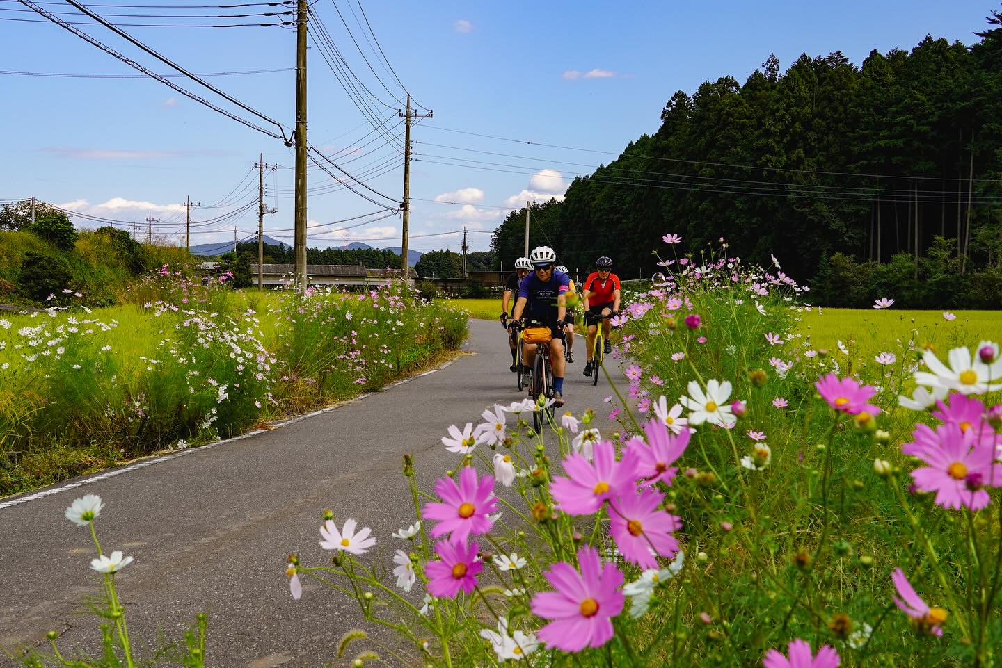 Autumn Journeys in Motion: A Private Cycling Tour Through Nasu & Nikko