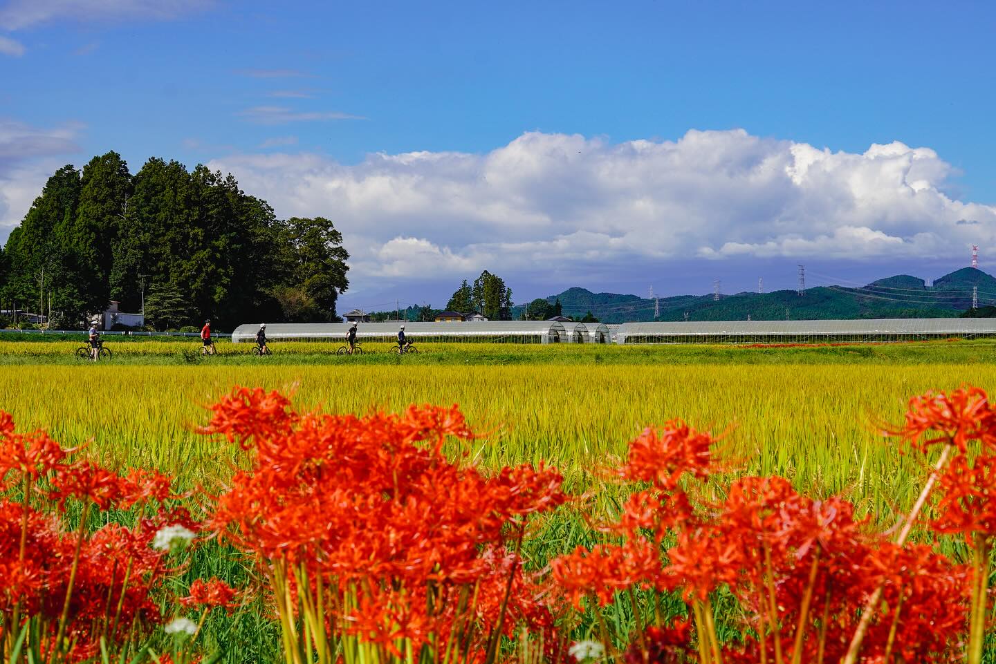 Autumn Journeys in Motion: A Private Cycling Tour Through Nasu & Nikko