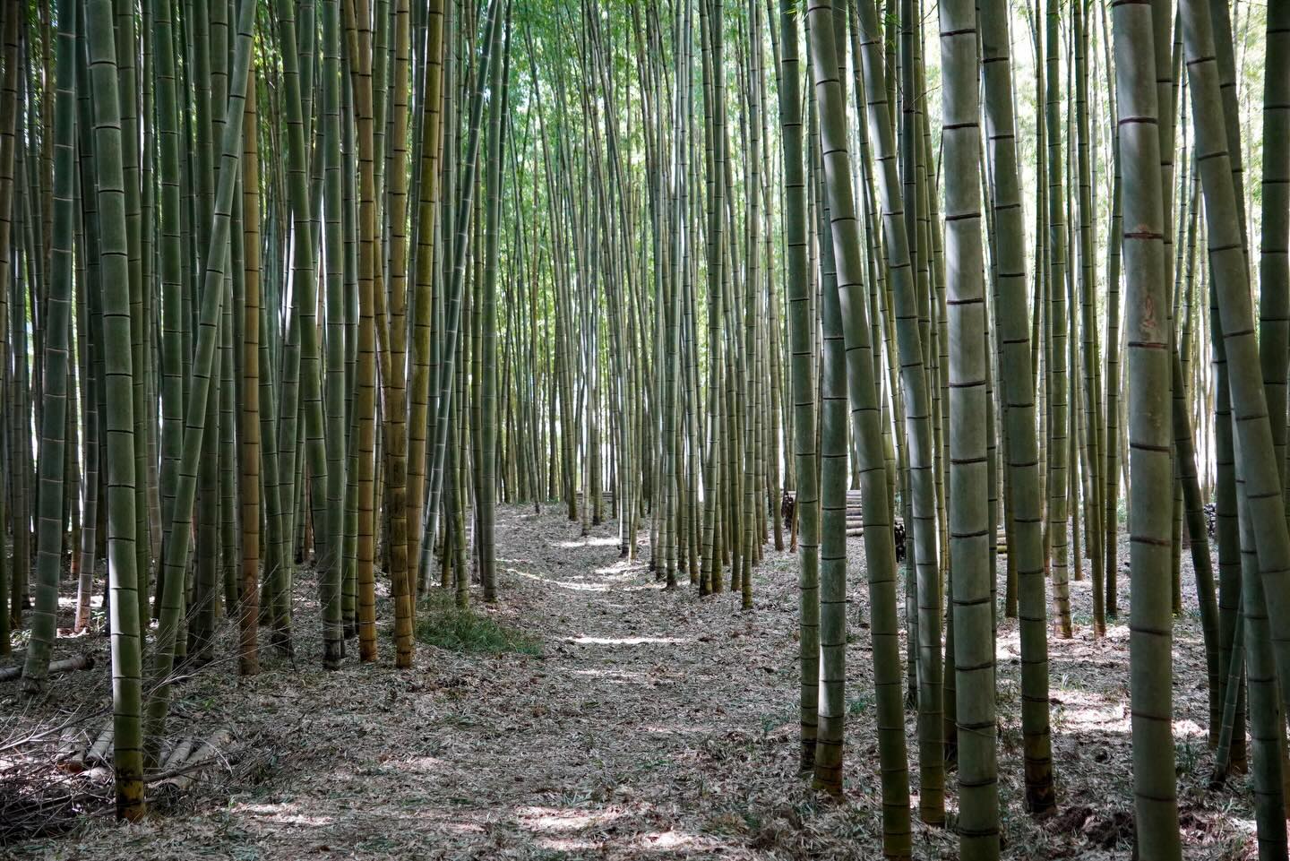 SHIZEN – the harmonious interconnection between humans and nature