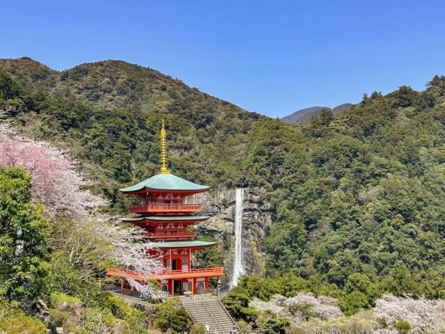 Cherry Blossoms and Ancient Trails: Kumano Kodo Bike & Hike Tour