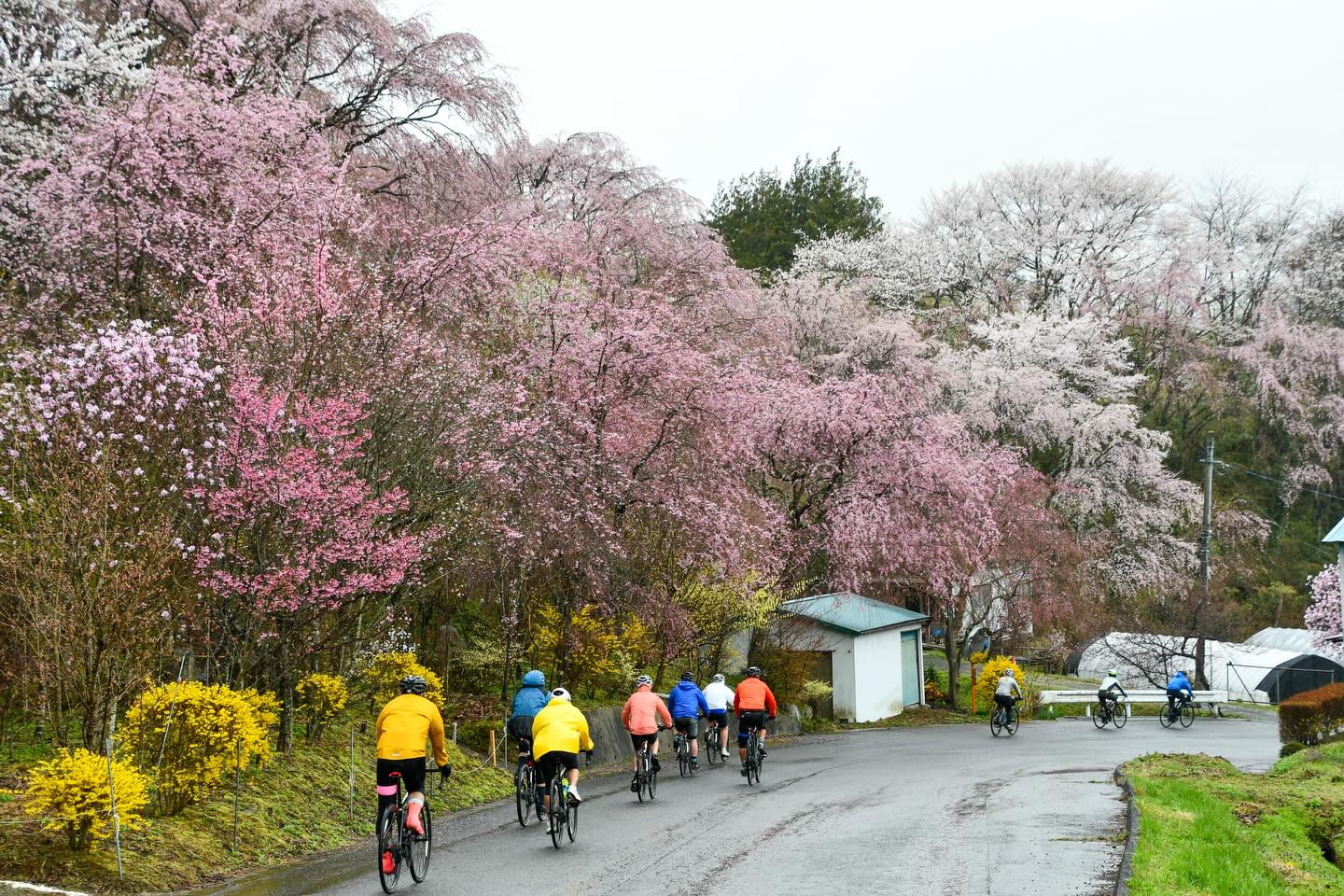 Sakura Season in Motion: Tohoku Bike Tour Off to a Brilliant Start