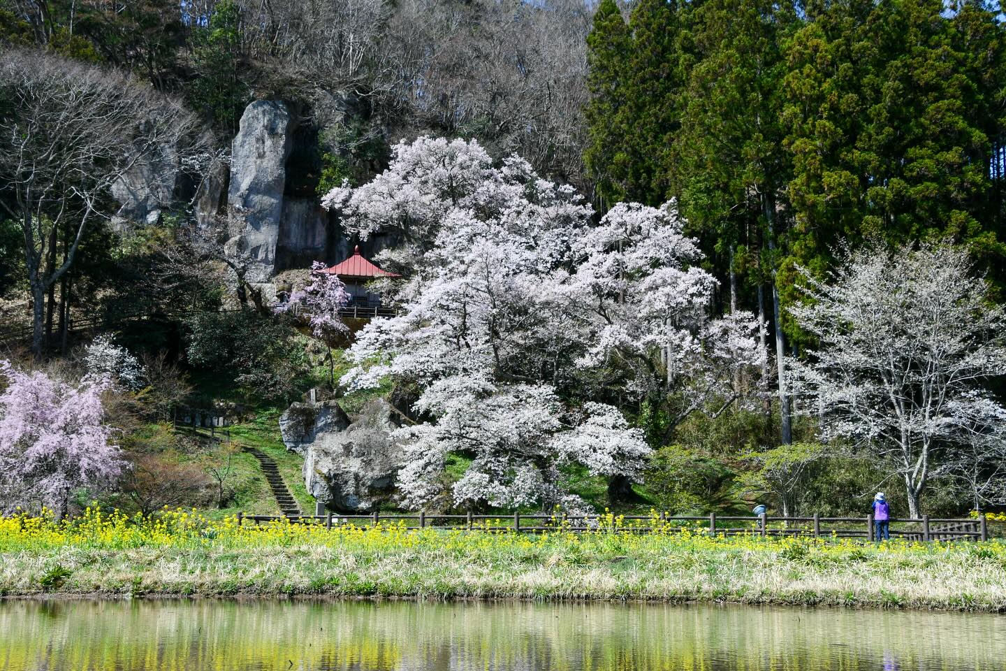 Sakura Season in Motion: Tohoku Bike Tour Off to a Brilliant Start