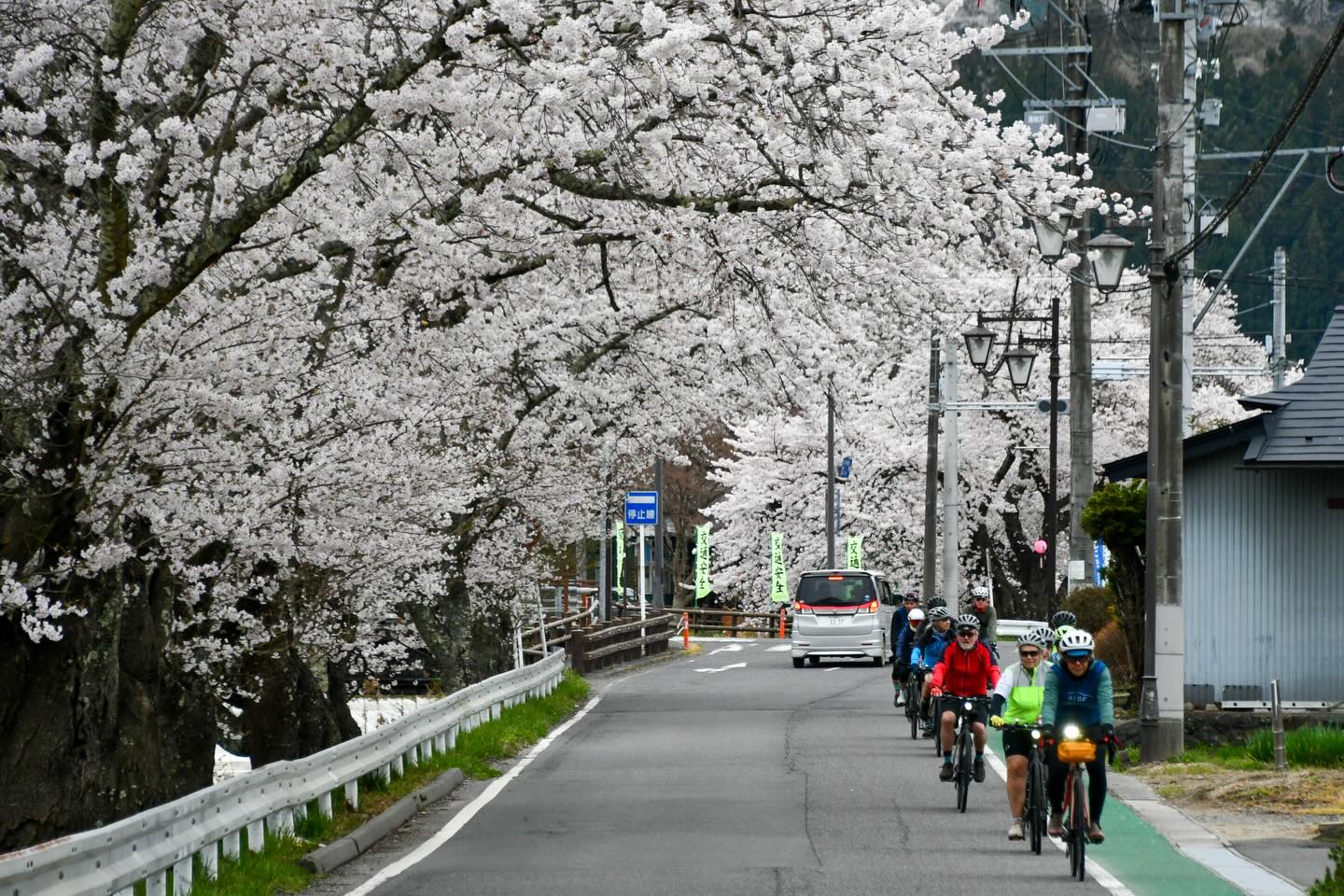Sakura Season in Motion: Tohoku Bike Tour Off to a Brilliant Start
