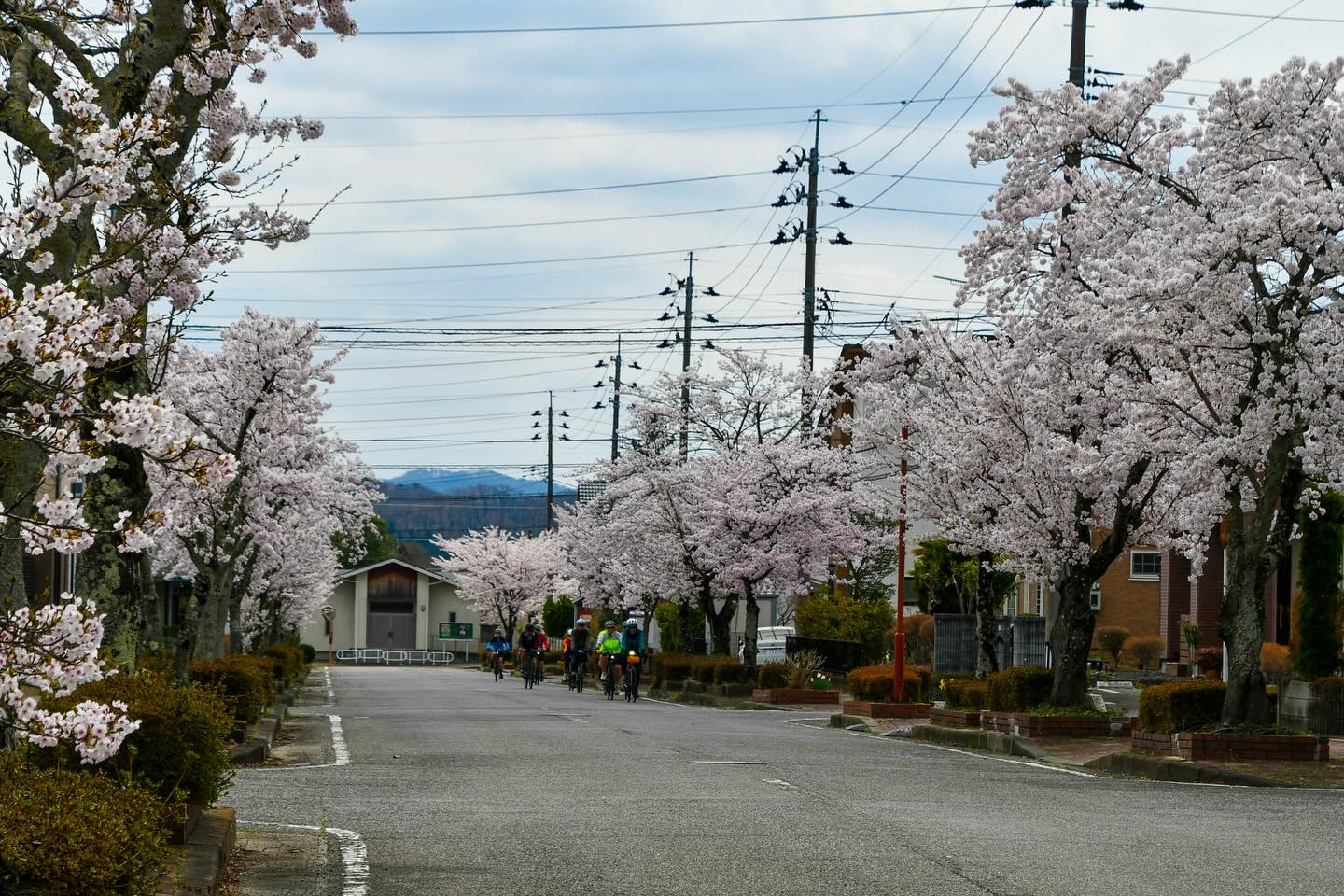 Sakura Season in Motion: Tohoku Bike Tour Off to a Brilliant Start