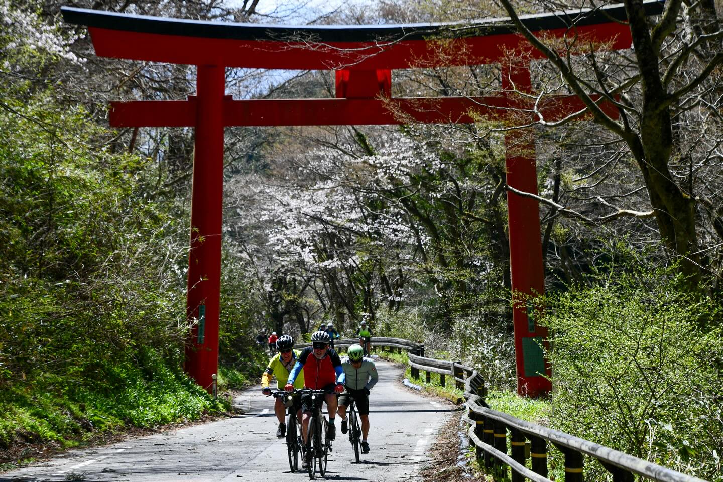 Falling Petals and Lasting Memories: Tohoku Sakura Tour 2026 Complete
