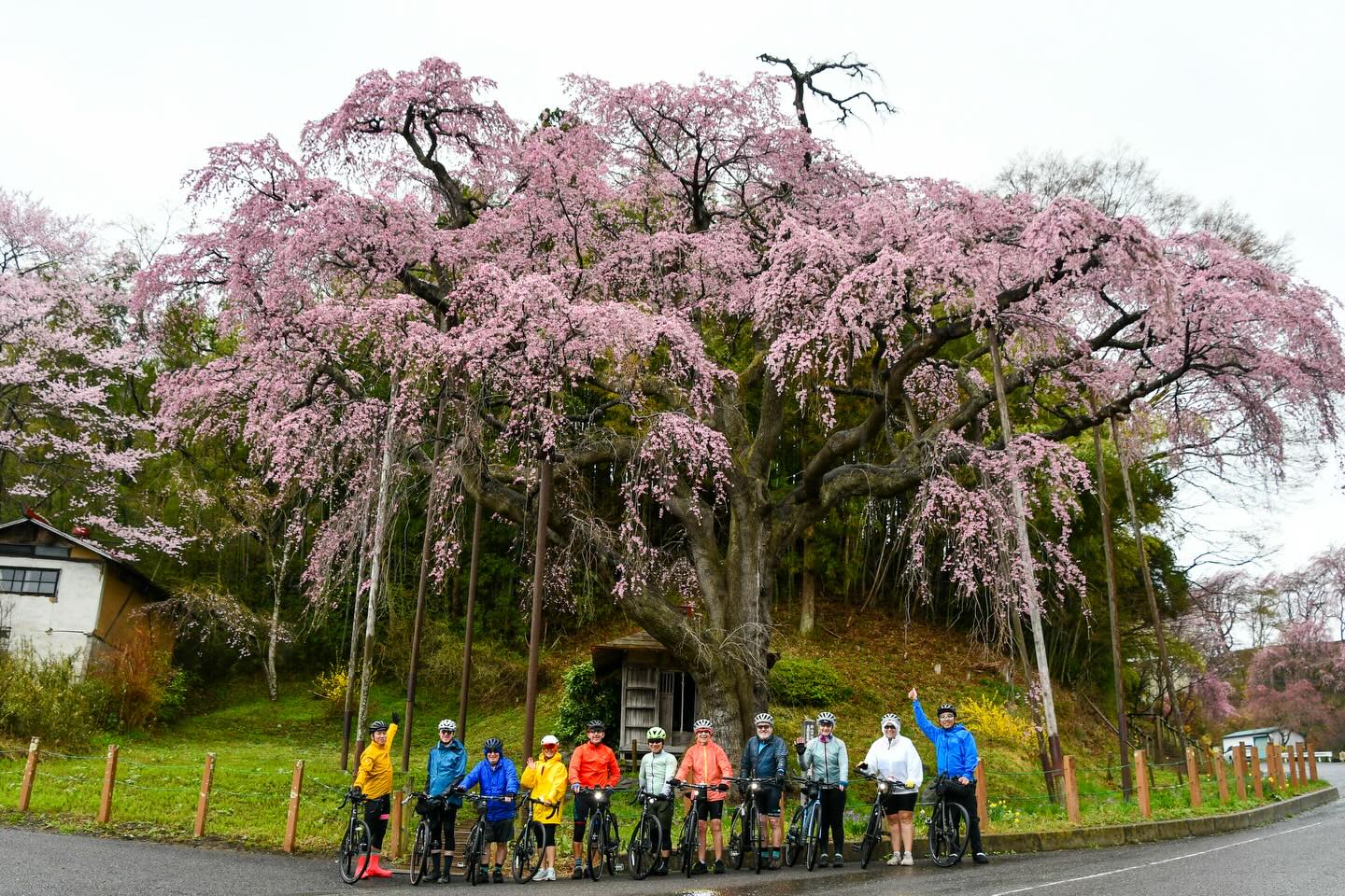 Sakura Season in Motion: Tohoku Bike Tour Off to a Brilliant Start