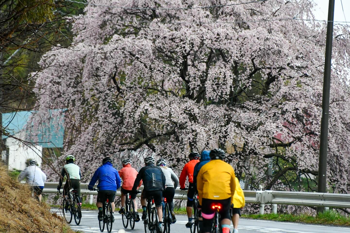 Sakura Season in Motion: Tohoku Bike Tour Off to a Brilliant Start