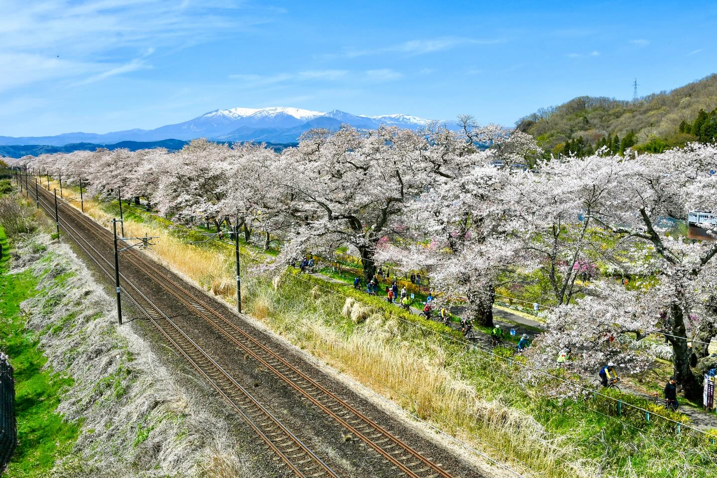 Falling Petals and Lasting Memories: Tohoku Sakura Tour 2026 Complete