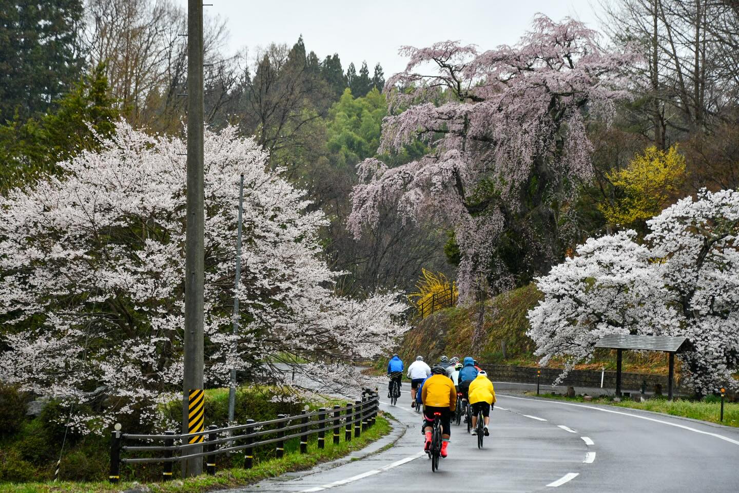 Sakura Season in Motion: Tohoku Bike Tour Off to a Brilliant Start