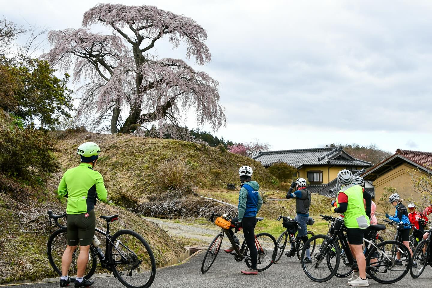Falling Petals and Lasting Memories: Tohoku Sakura Tour 2026 Complete