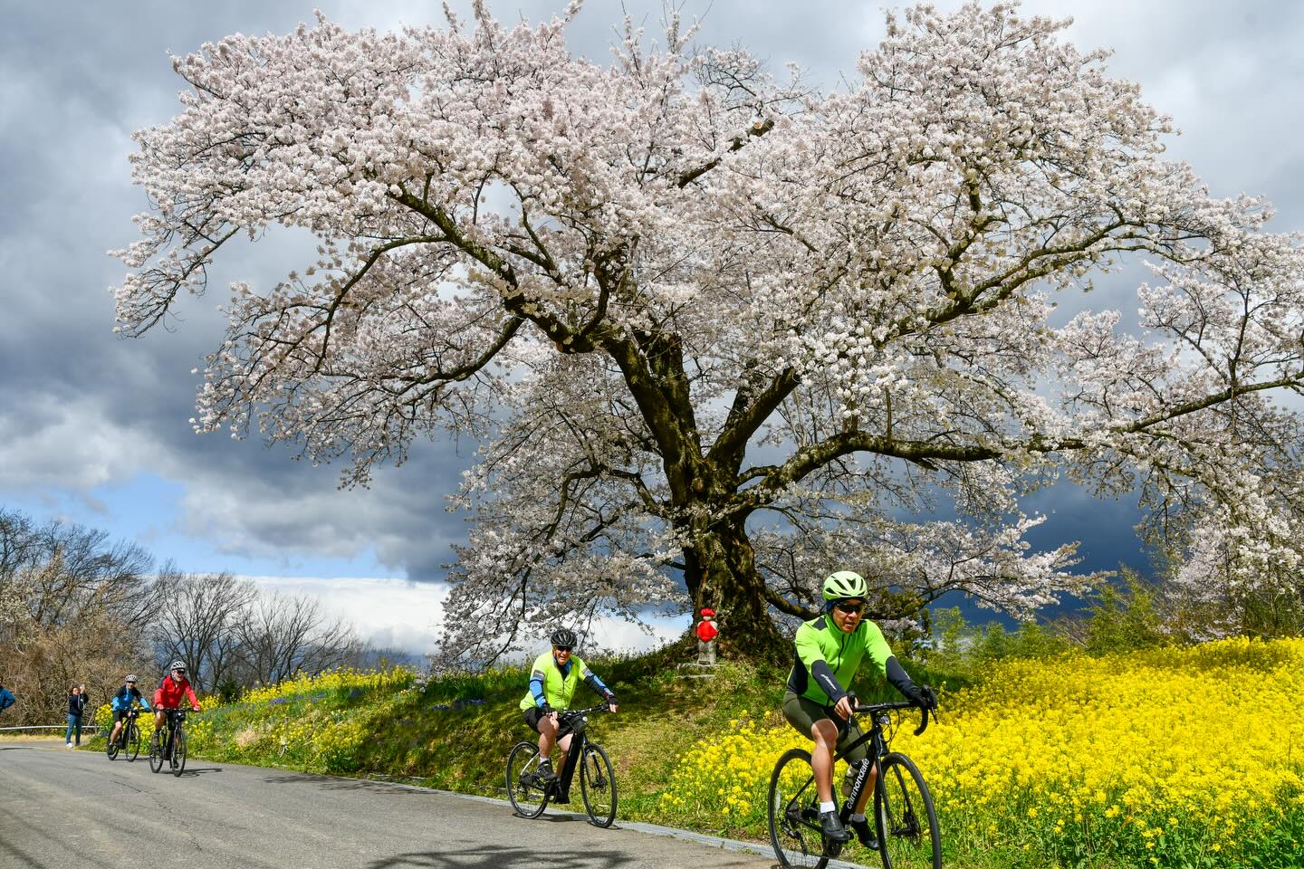 Falling Petals and Lasting Memories: Tohoku Sakura Tour 2026 Complete