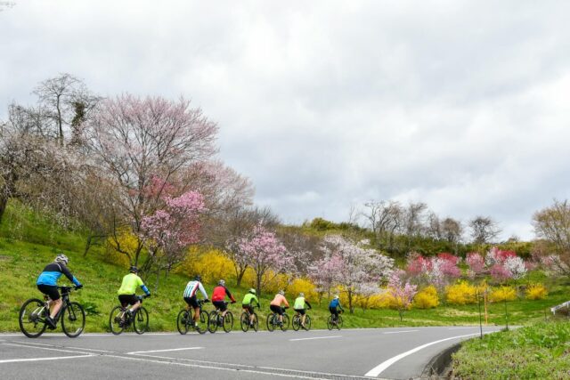Falling Petals and Lasting Memories: Tohoku Sakura Tour 2026 Complete