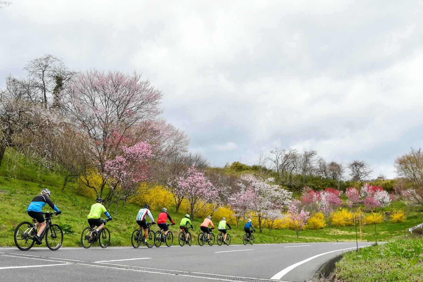 Falling Petals and Lasting Memories: Tohoku Sakura Tour 2026 Complete