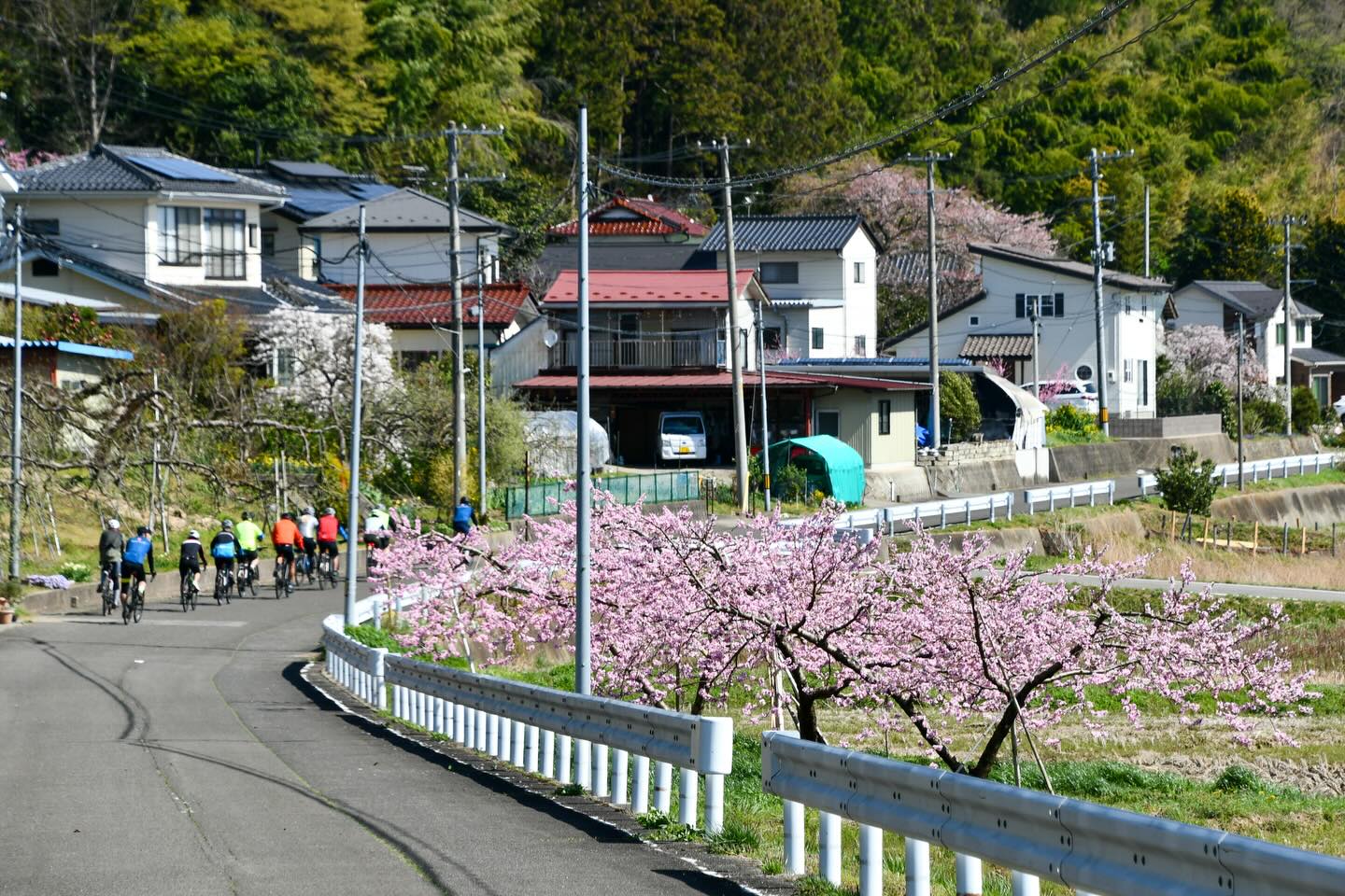 Falling Petals and Lasting Memories: Tohoku Sakura Tour 2026 Complete