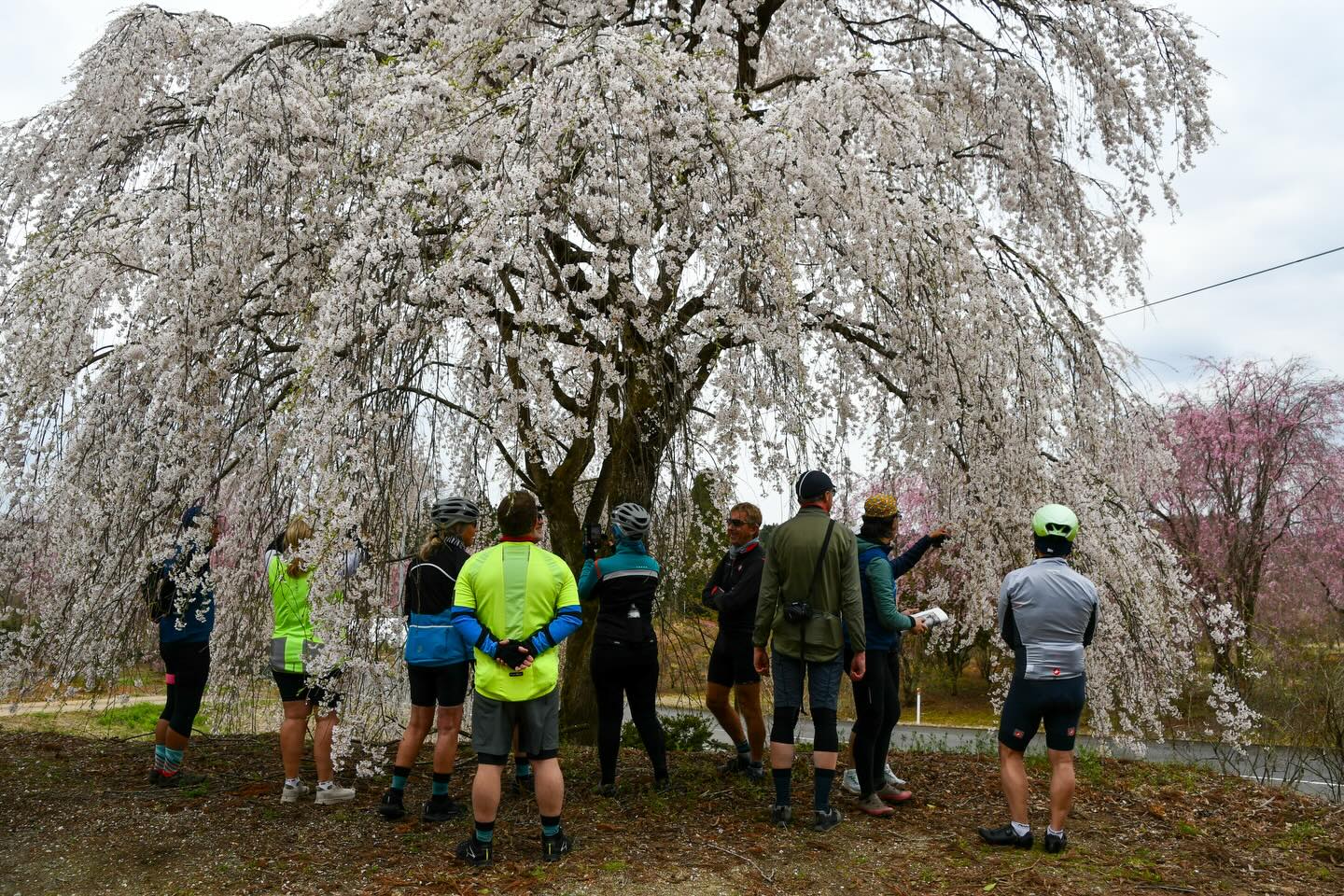Sakura Season in Motion: Tohoku Bike Tour Off to a Brilliant Start