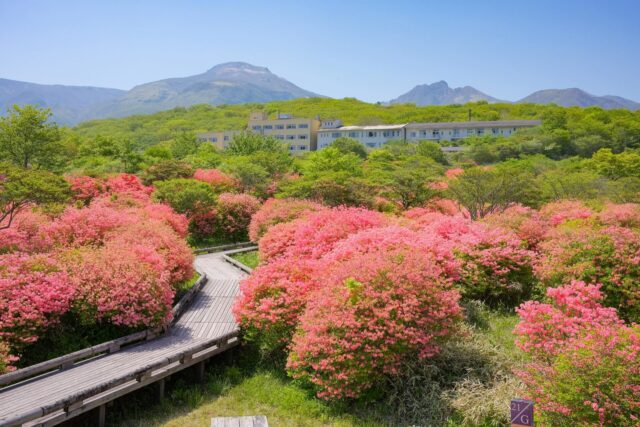 Pedaling Through Japan’s Emerald Spring — May Magic in the Nasu Highlands