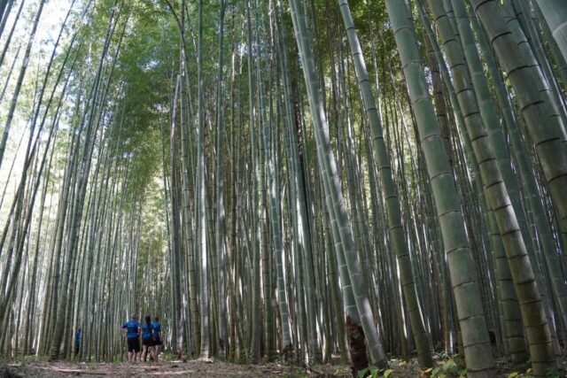 Autumn in Japan: Scenic Rides and Local Flavors by Electric Bike